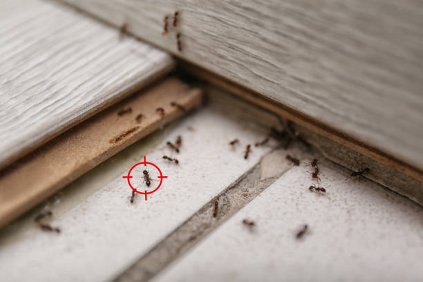 Best Local Pest Control Services  in Marissa, IL